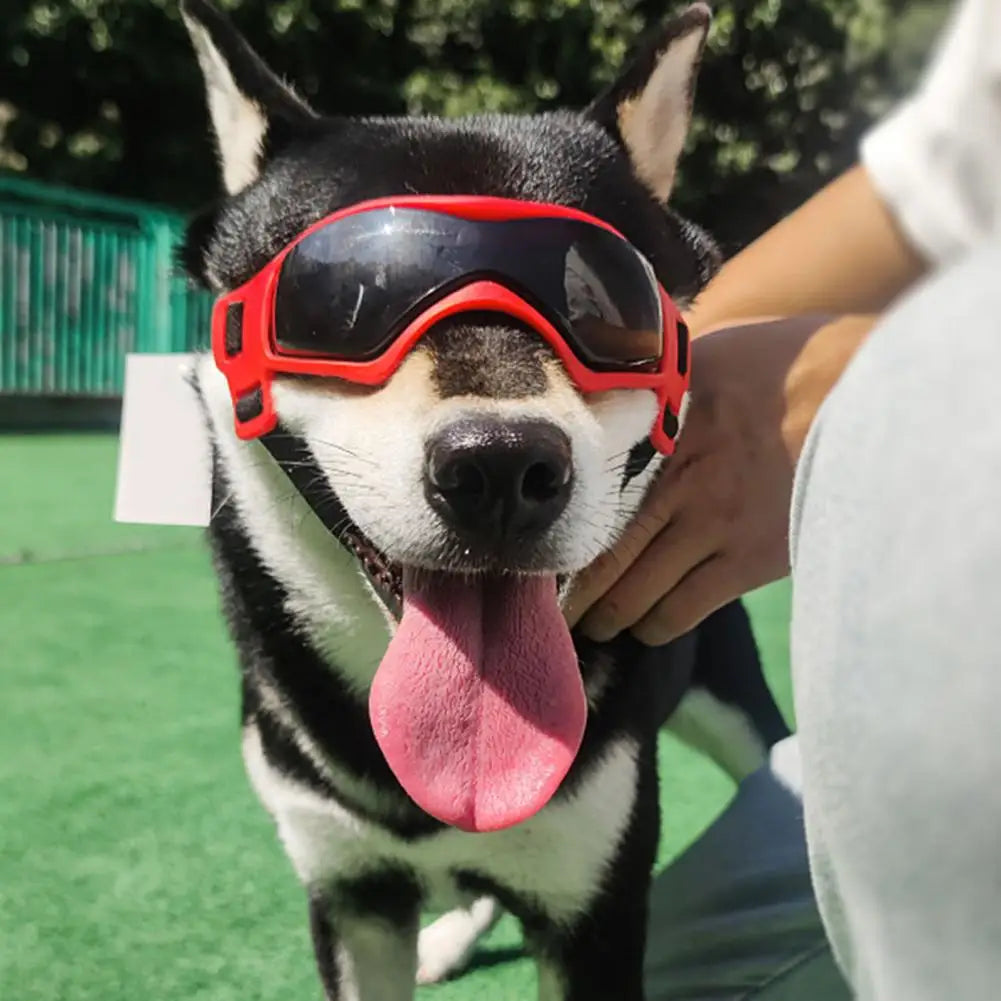 Premium Pet Glasses Eye-catching Dog Goggles Anti-fog Dog Sunglasses Eyewear Decor  UV Protection